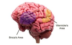 Read more about the article भाषेची उत्क्रांती (Evolution of language)