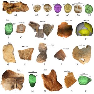 जुलूएन मानव (Homo juluensis)