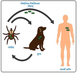 रॉकी मौंटन उत्स्फोटक ज्वर / रिकेट्सिया  (Rocky Mountain spotted fever / Rickettsia)