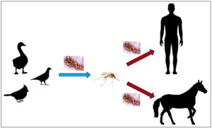 वेस्ट नाईल विषाणू (West Nile Virus)