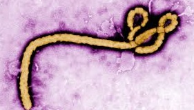Read more about the article इबोला विषाणू (Ebola virus)