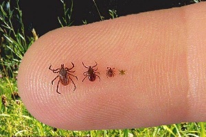 गोचीडजन्य आजार, भारतातील ( Tick borne diseases in India )