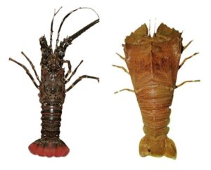 Read more about the article शेवंड (Lobster)