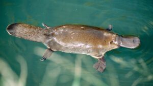 Read more about the article प्लॅटिपस (Platypus)