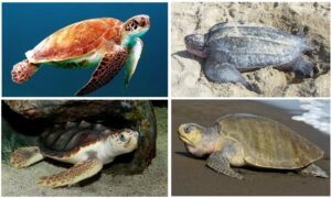 Read more about the article समुद्री कच्छप/जलकच्छप (Turtles, especially marine turtles)