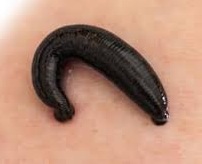 Read more about the article जळू  (Leech)