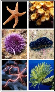 कंटकचर्मी संघ (Phylum Echinodermata)