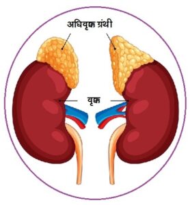 Read more about the article अधिवृक्क ग्रंथी  (Adrenal gland/ Suprarenal gland)