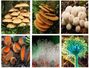 कवक सृष्टी  (Kingdom Fungi)