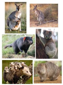 Read more about the article स्तनी वर्ग – उपवर्ग शिशुधानी  (Class Mammalia- Subclass Marsupilia)