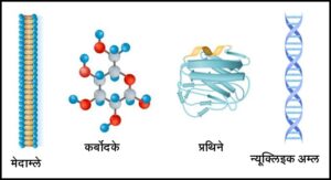 Read more about the article जैवरेणू (Biomolecules)