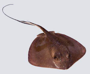 Read more about the article पाकट (Stingray fish)