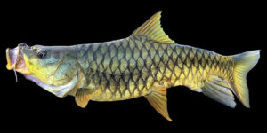 महासीर (Mahaseer)