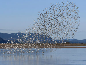 Read more about the article समूहन, पक्ष्यांचे (Flocking in birds)