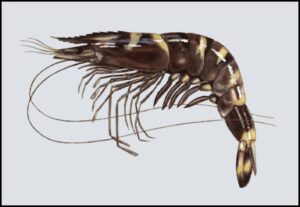 Read more about the article टायगर कोळंबी (Tiger prawn)