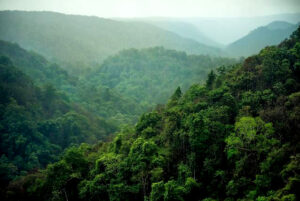 Read more about the article अंशी राष्ट्रीय उद्यान ( Anshi National Park)
